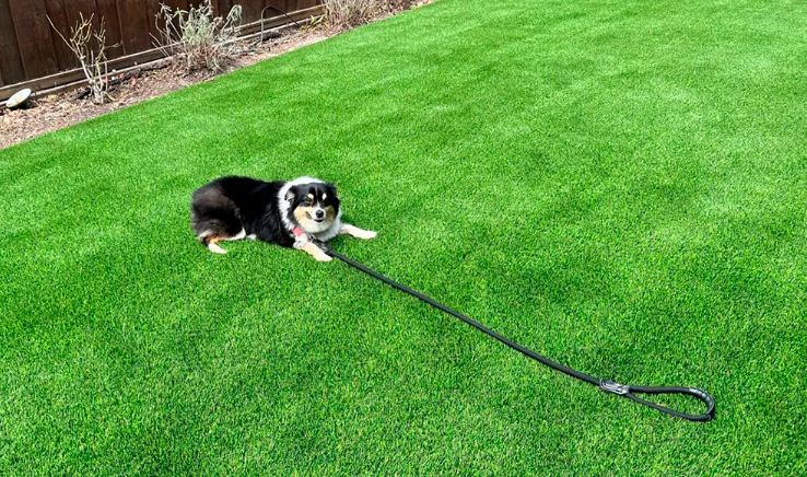 Pet-Friendly Turf